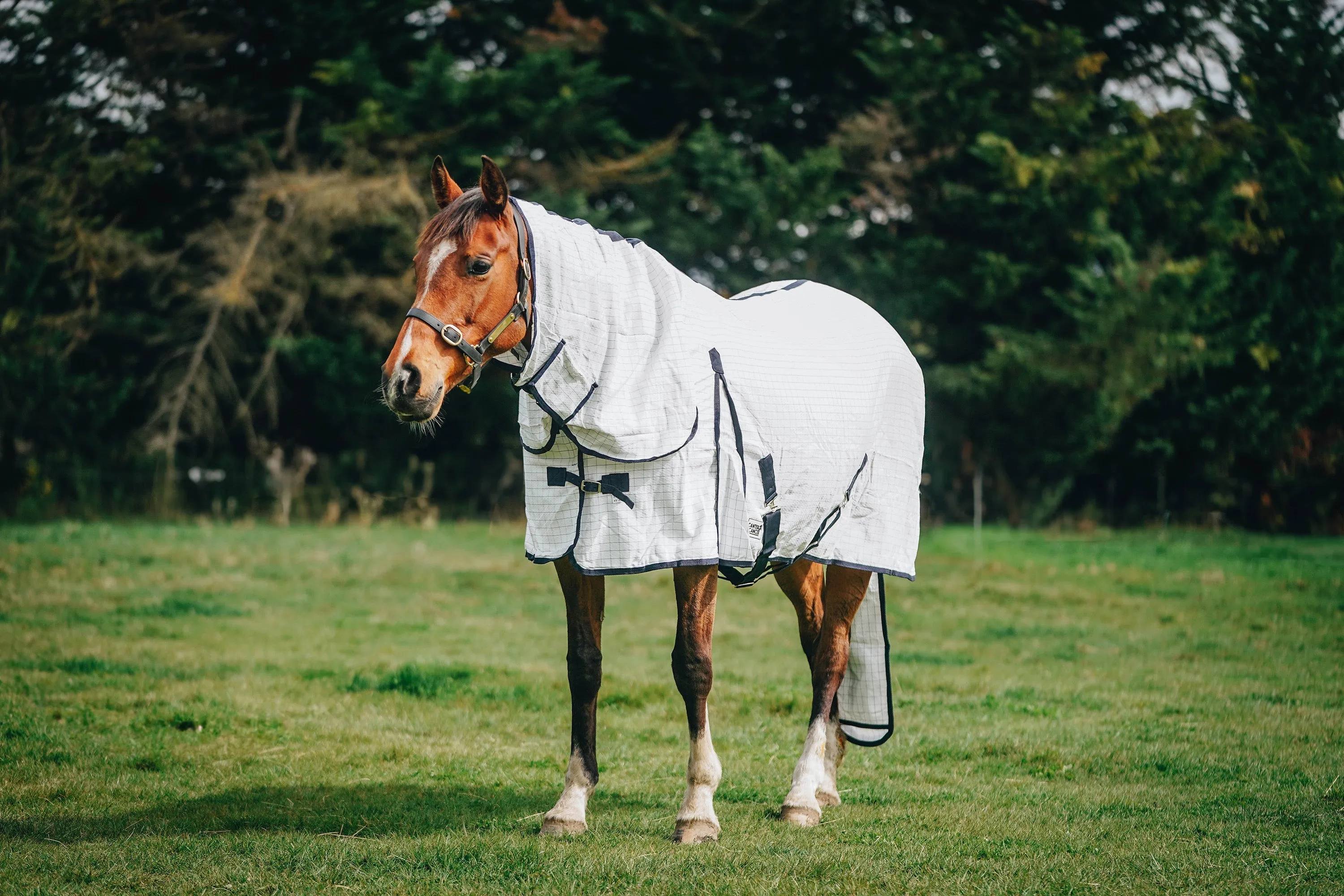 Summer Combo with Tail Bag (Pony)